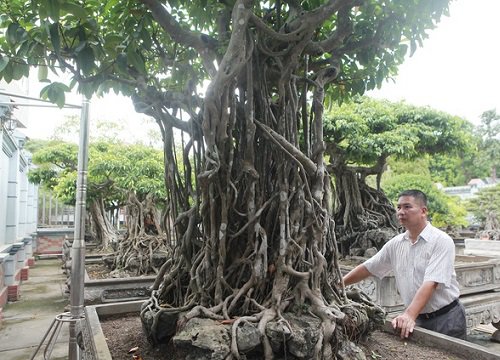 Cận cảnh cây si "không tuổi" khiến đại gia vàng mê mẩn