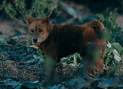 Cậu Vàng vừa tung teaser trailer đã lại gây tranh cãi: Người nức nở cảm động, phe chê em Shiba hơi mập nha!