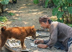 'Cậu Vàng': Xót xa hình ảnh cậu Vàng bị vây bắt khi Lão Hạc bán đi