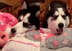 Chó Husky tung chiêu dỗ bé khóc