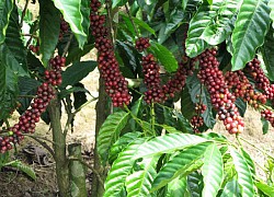 Giá cà phê hôm nay 16/11: Cà phê Robusta tăng "chóng mặt", kỳ vọng trong nước vượt mốc 34 triệu đồng/tấn