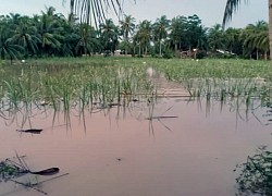 Hàng chục nghìn ha lúa và hoa màu ở Sóc Trăng bị ngập úng do triều cường