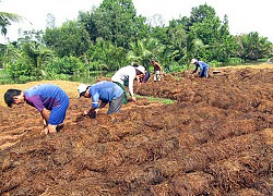 Hậu Giang: Thứ nấm đặc sản này cuối vụ bất ngờ tăng giá, nhiều hộ tiếc hùi hụi vì điều này