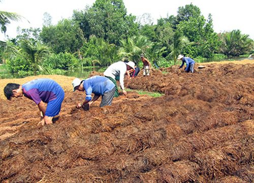 Hậu Giang: Thứ nấm đặc sản này cuối vụ bất ngờ tăng giá, nhiều hộ tiếc hùi hụi vì điều này