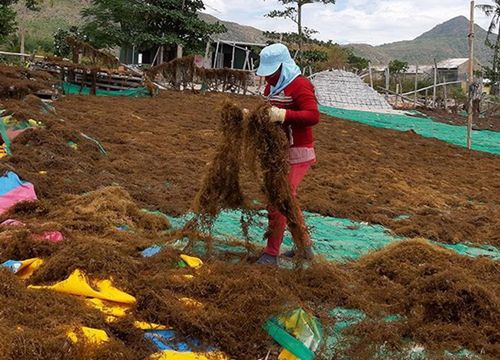 "Lộc trời" ở Việt Nam, không cần chăm mà hàng năm có tiền triệu