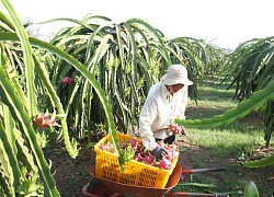 Con số đáng buồn: Hơn 80% sản phẩm rau quả Việt Nam xuất khẩu dưới dạng tươi, giá rẻ