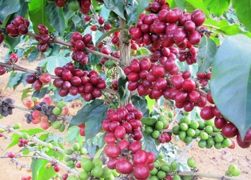 Giá cà phê hôm nay 19/11: Việt Nam vào vụ trong khi giá Robusta lao dốc mạnh, Arabica tiếp đà tăng