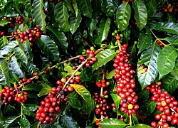 Giá cà phê hôm nay 21/11: Đồng loạt dưới mốc 33 triệu đồng/tấn, cà phê Arabica giảm mạnh