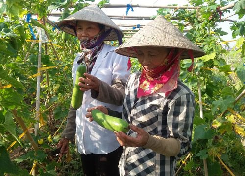 Hà Nội: Nuôi lợn sinh sản, trồng rau an toàn nông dân nhanh khấm khá