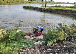 Hà Nội: Thả loài "thuỷ quái" ba ba gai cùng cá chuối hoa, ông nông dân này thắng lớn, tậu đất nuôi tiếp