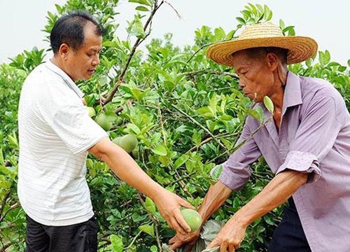 Lạ lùng quả không thịt, vừa đắng vừa cay, giá tiền triệu/kg vẫn "hút khách"