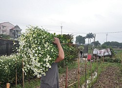 Loài từng là hoa dại ven đường thành đặc sản Hà Nội, nông dân cắt không kịp bán