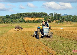 Nông dân Hương Khê rộn ràng xuống đồng khôi phục vụ đông