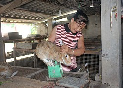 Bình Thuận: Nuôi loài thỏ có màu lông lạ, body săn chắc mà tai dài như tai dê, chưa lớn đã có người đòi mua