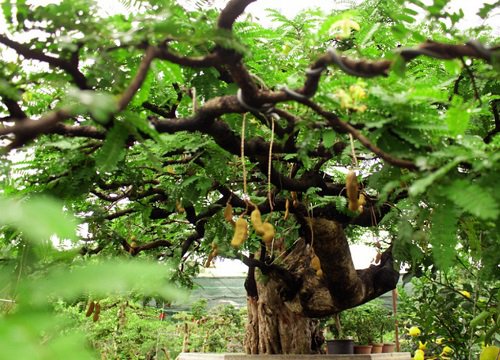 Cây me bonsai hình dáng "quái" khách trả tiền tỷ chưa muốn bán