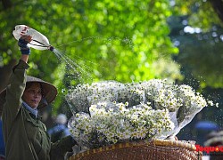 Cúc họa mi "xuống phố" đón gió Đông về