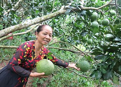 Vĩnh Long: Vùng đất này hấp dẫn lạ, không xe cộ, hàng quán, chỉ có miệt vườn ra trái quá trời