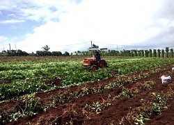 Gia Lai: Khoai lang Lệ Cần ngon nức tiếng, vì sao đến cả "ông trùm" trồng 30ha cũng chật vật tiêu thụ?