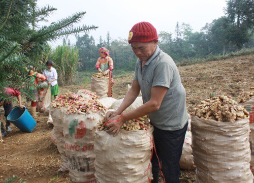 Hà Giang: Trồng gừng bán được giá, ở Suôi Thầu có ông Trưởng thôn thu cả trăm triệu