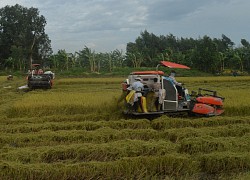 Kiên Giang thay đổi cơ cấu giống lúa "vượt" hạn mặn, được mùa được giá