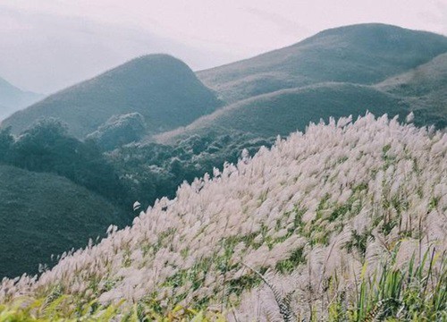 Mê mẩn mùa lau Bình Liêu