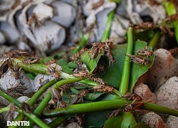 Nuôi loại con 'nghe đã ghê' mang lại nguồn thu 'khủng' không ngờ