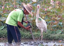 Sếu trắng khổng lồ 'giám sát' bác nông dân