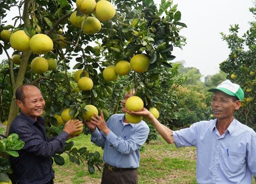 Bắc Giang: Trồng cây vỏ đầy tinh dầu, ruột cho múi thơm ngọt, nông dân thu hơn 2.000 tỷ đồng/năm