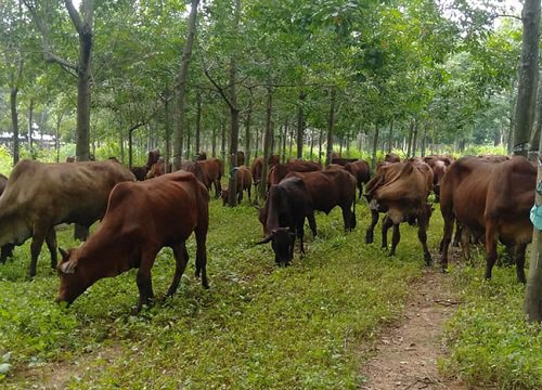 Bài đăng tuyển người chăn bò "gây bão" mạng xã hội