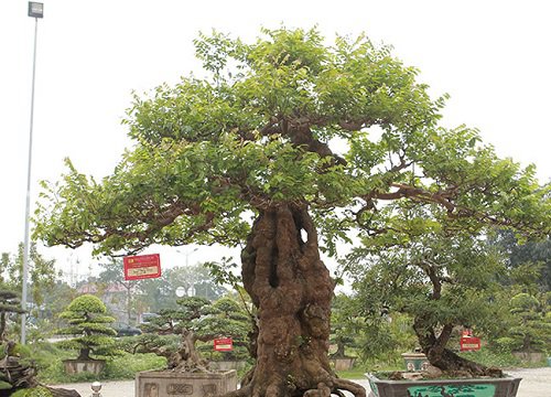 Cận cảnh cây khế bonsai thế dáng đẹp lạ nhưng có giá "rẻ" như cho