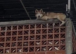 Chú Husky có thói "hay hóng hớt" chuyện nhà hàng xóm, chủ bất lực lên mạng tìm cách trị, dân mạng nhiệt tình bày kế nhưng cách nào đọc cũng buồn cười