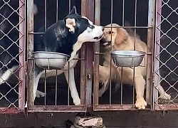 Cuộc chiến giành đồ ăn của 2 con boss ngáo ngơ khiến dân mạng nhận ra lũ husky láu cá hơn ta tưởng