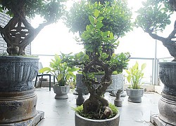 Mãn nhãn bộ sưu tập cây si bonsai "Song hỷ, Ngũ phúc"