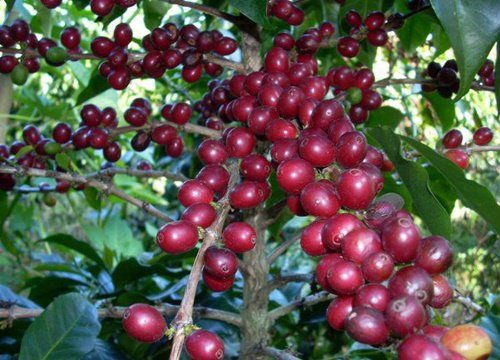 Giá cà phê hôm nay 27/11: Cà phê Robusta tăng vọt, trong nước cùng vượt mốc 33 triệu đồng/tấn