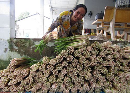 Hậu Giang: Thứ rau đồng hoang trước vứt đi không xuể, nay nhặt về trồng dưới mương, hái được bó nào lái khuân hết sạch