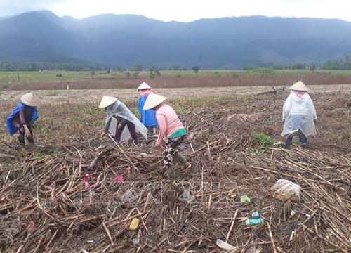 Huyện miền núi Bình Định khôi phục sản xuất sau mưa lũ