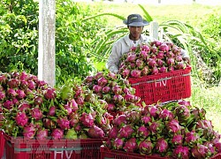 Nông sản Việt ra thị trường thế giới: Gia tăng hàng rào phi thuế quan