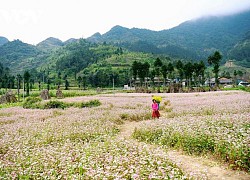 Mê đắm sắc hoa tam giác mạch nở rộ ở Hà Giang