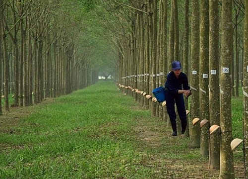 Cao su Đồng Phú (DPR) chốt quyền nhận tạm ứng cổ tức năm 2020 bằng tiền tỷ lệ 25%