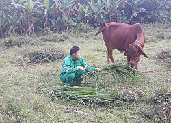 Dự án nhân rộng mô hình giảm nghèo ở thị xã Nghi Sơn