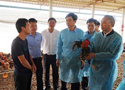 Gà lông màu đang đầy chuồng, giá thấp, vì sao lại dự báo khan hiếm sau Tết Nguyên đán?