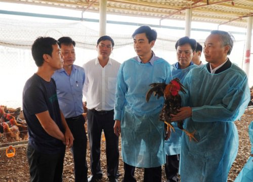 Gà lông màu đang đầy chuồng, giá thấp, vì sao lại dự báo khan hiếm sau Tết Nguyên đán?