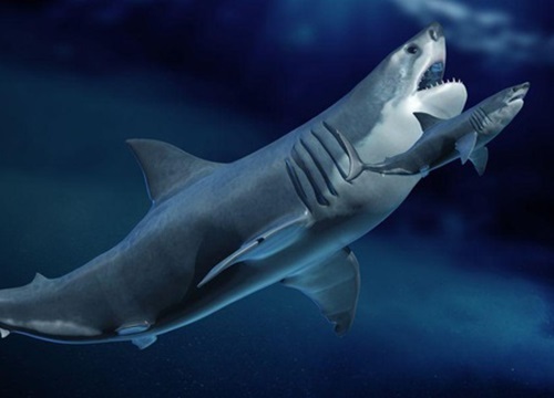 Hé lộ bí mật của siêu cá mập Megalodon