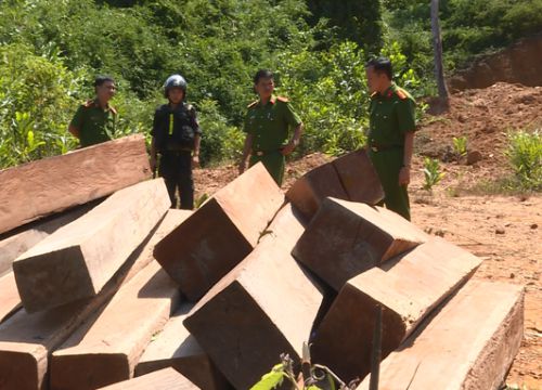 Khởi tố nguyên giám đốc công ty lâm nghiệp "bất lực" để rừng bị tàn phá