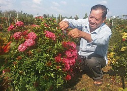 Hơn 20 năm chung thủy chỉ trồng 1 loài hoa rực rỡ này, một ông nông dân tỉnh An Giang sống đời khá giả