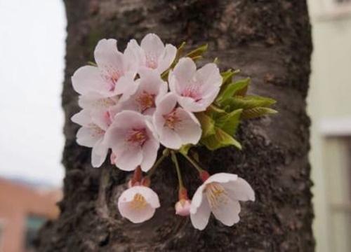 Bốn con giáp nữ được 'hàng vạn' đàn ông săn đón suốt cuộc đời, càng nhìn càng thích, càng nhìn càng mê!