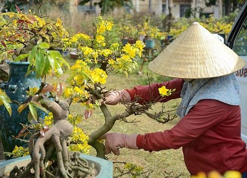 Cách chăm sóc Mai sau Tết như thế nào để lâu tàn mà vẫn ra nhiều bông