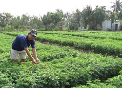 Nhà vườn thấp thỏm chờ "đầu ra" hoa tết