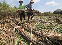 Hậu Giang: Người dân sẽ thế nào khi mía không còn là cây trồng chủ lực, cam sành thì... chết yểu?