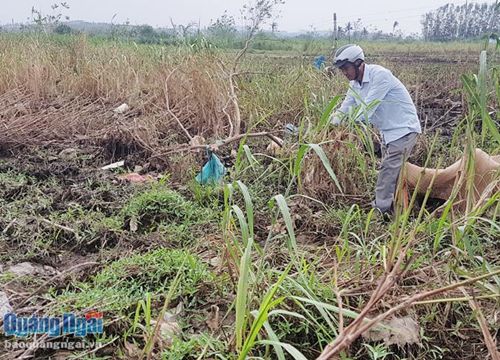 Khôi phục vùng trồng thức ăn chăn nuôi sau bão, lũ